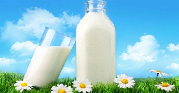 490 milionów litrów mleka trafia do ścieków!