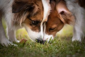 Read more about the article Właścicieli nie stać na leczenie i szczepienia psów?