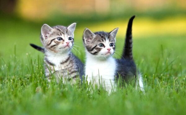 Kot po zjedzeniu gumek do włosów trafił do kliniki