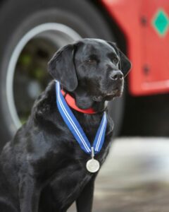 Pies z medalem