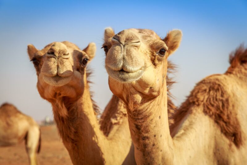 You are currently viewing Wielbłądy z Wielkiej Brytanii podbijają konkurs piękności w Arabii Saudyjskiej