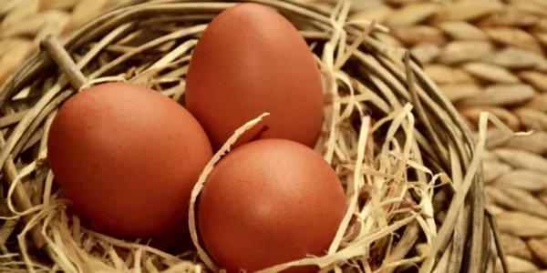 Skażone jaja i mięso były z Polski?