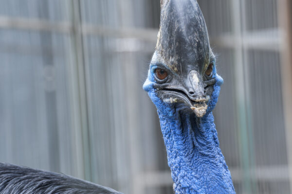 Kazuar wykluł się w Birdland