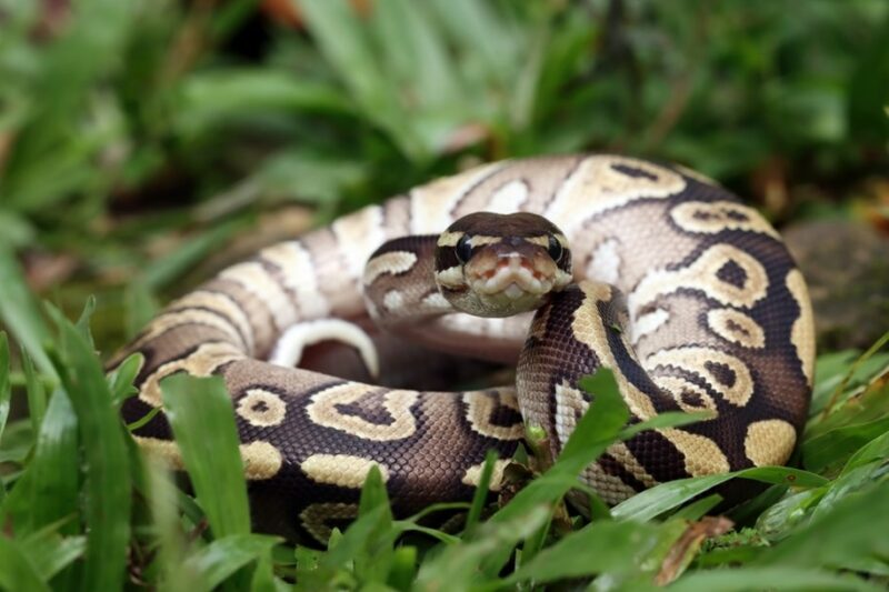 You are currently viewing Policja złapała pytona. Szuka kolejnych