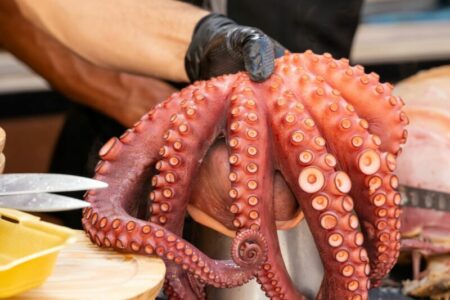 Nowe gatunki zwierząt u wybrzeży Wielkiej Brytanii