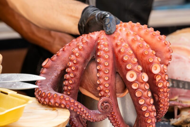 You are currently viewing Nowe gatunki zwierząt u wybrzeży Wielkiej Brytanii