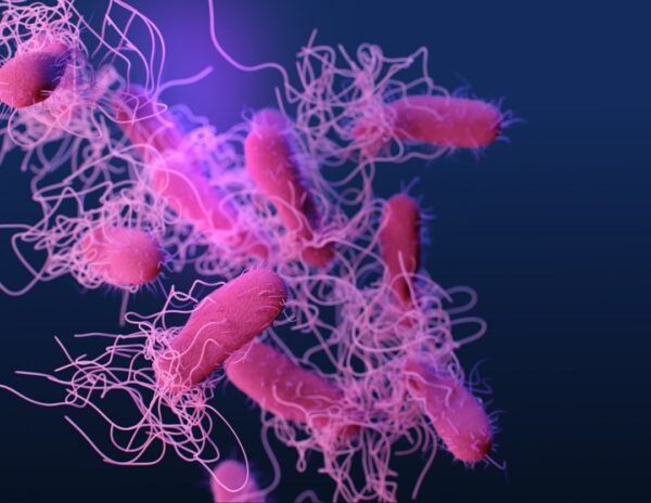 Salmonella w Wielkiej Brytanii